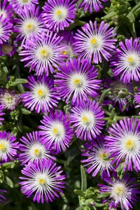 Wheels of Wonder® 'Violet Wonder' - afbeelding 1
