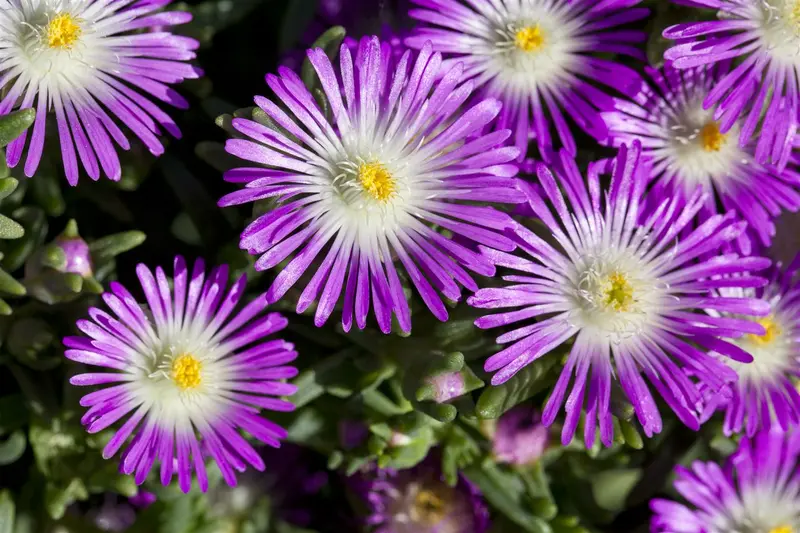 Wheels of Wonder® 'Violet Wonder' - afbeelding 2