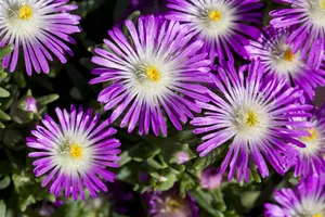 Wheels of Wonder® 'Violet Wonder' - afbeelding 2