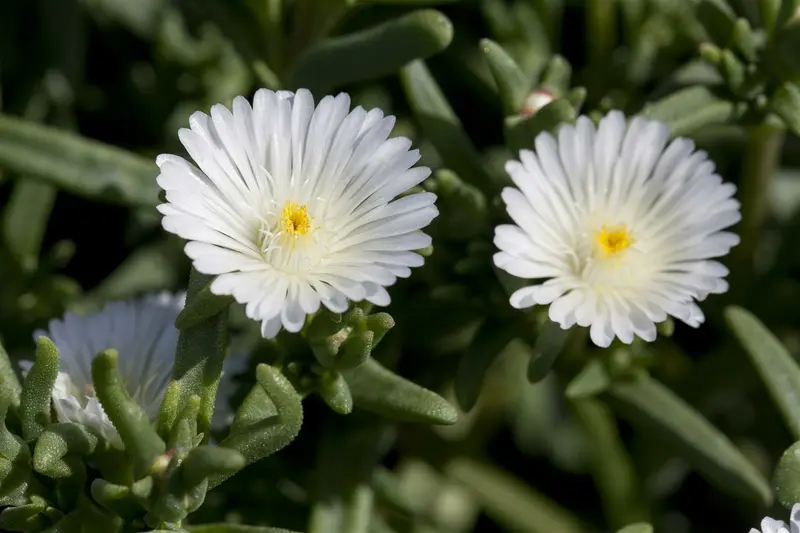 Wheels of Wonder® 'White Wonder' - afbeelding 1