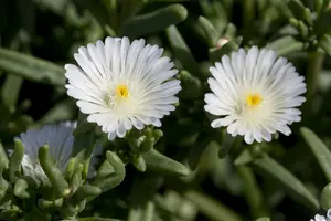 Wheels of Wonder® 'White Wonder' - afbeelding 4