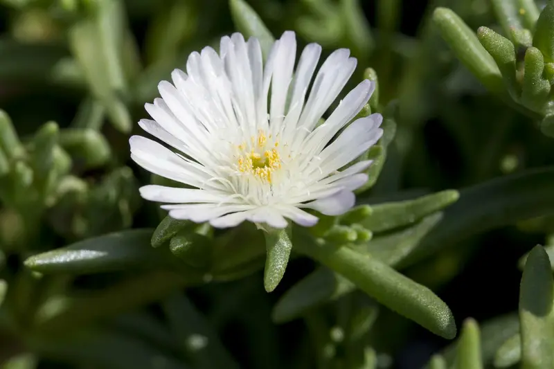 Wheels of Wonder® 'White Wonder' - afbeelding 2