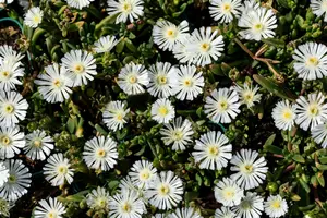 Wheels of Wonder® 'White Wonder' - afbeelding 4