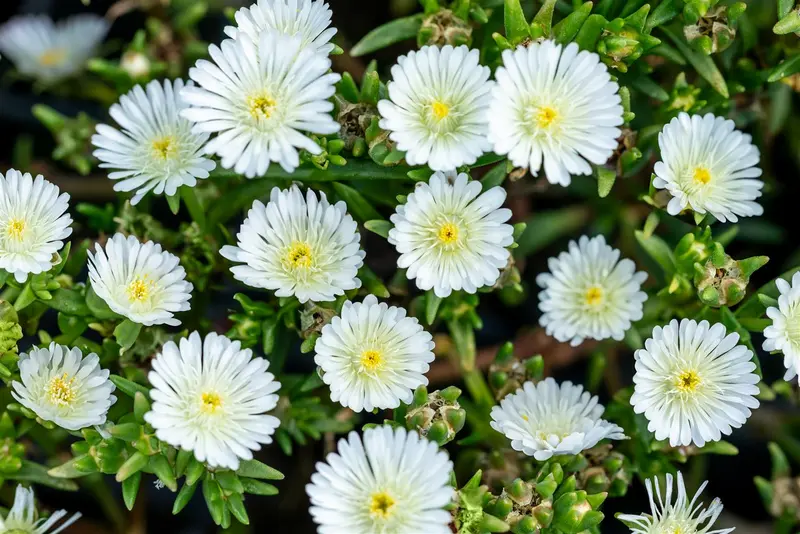 Wheels of Wonder® 'White Wonder' - afbeelding 3