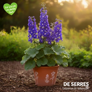 Delphinium belladonna 'Bellamosum' P9