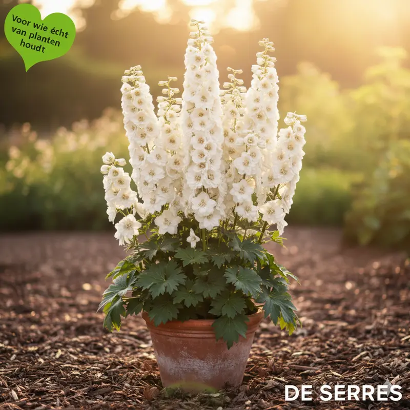 Delphinium belladonna 'Casa Blanca' P9