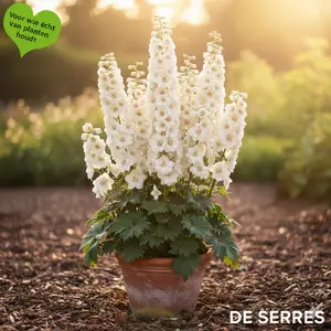 Delphinium belladonna 'Casa Blanca' P9