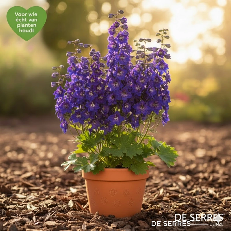Delphinium belladonna 'Kleine Nachtmusik' P9