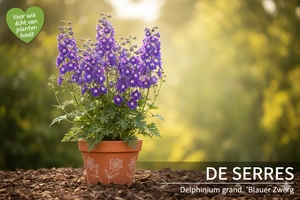 Delphinium grandiflorum 'Blauer Zwerg' P9