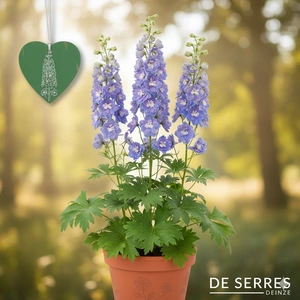 Delphinium x elatum 'Delgenius® Breezin' P9