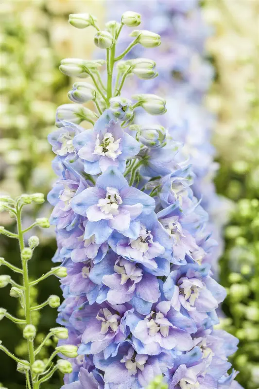Delphinium m. f. 'Deep Rose-white Bee' P9