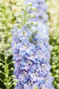 Delphinium m. f. 'Deep Rose-white Bee' P9