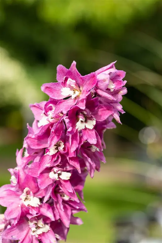 Magic Fountains Lilac Pink White Bee - afbeelding 2