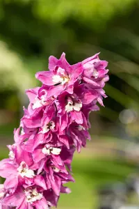Magic Fountains Lilac Pink White Bee - afbeelding 2