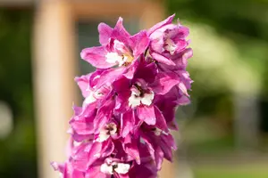 Magic Fountains Lilac Pink White Bee - afbeelding 1