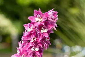 Magic Fountains Lilac Pink White Bee - afbeelding 3