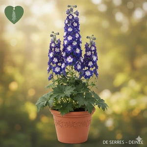 Delphinium 'Magic Fountains Dark Blue White Bee' P10.5