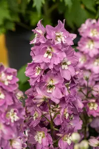 Astolat - afbeelding 6