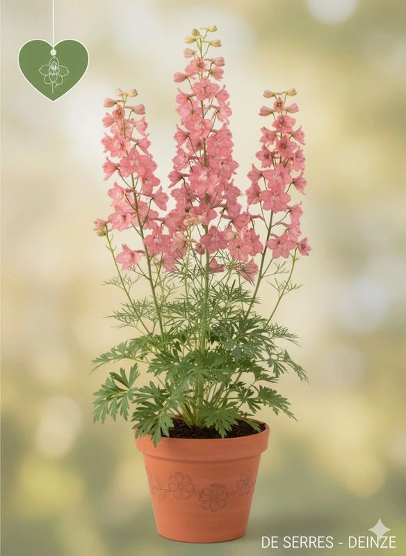 Delphinium x ruysii 'Pink Sensation' P9