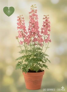 Delphinium x ruysii 'Pink Sensation' P9