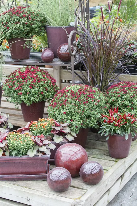 Dendranthema ind. 'Lichtkuppel' P9 - afbeelding 1