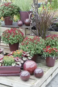 Dendranthema ind. 'Lichtkuppel' P9 - afbeelding 1