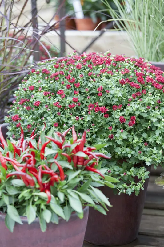 Dendranthema ind. 'Lichtkuppel' P9 - afbeelding 3