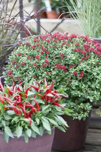 Dendranthema ind. 'Lichtkuppel' P9 - afbeelding 3