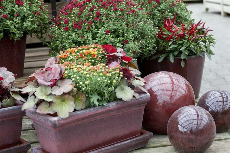 Dendranthema ind. 'Lichtkuppel' P9 - afbeelding 4