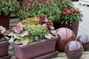 Dendranthema ind. 'Lichtkuppel' P9 - afbeelding 4