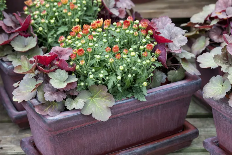 Dendranthema ind. 'Lichtkuppel' P9 - afbeelding 5