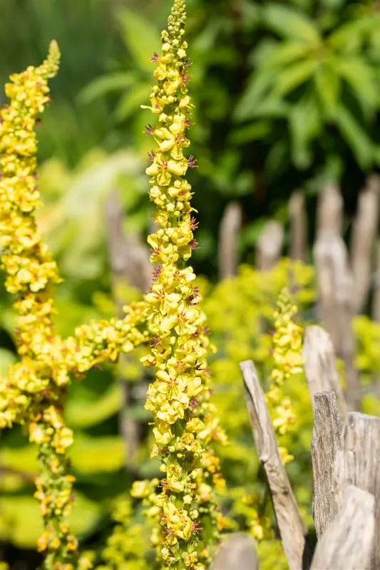 verbascum densiflorum P9 - afbeelding 1