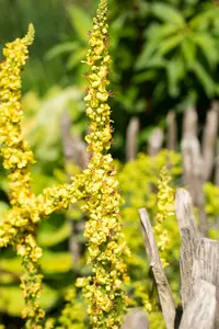 verbascum densiflorum P9 - afbeelding 3