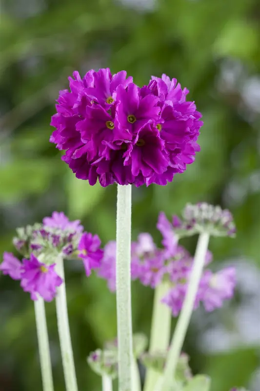 primula denticulata P9 - afbeelding 2