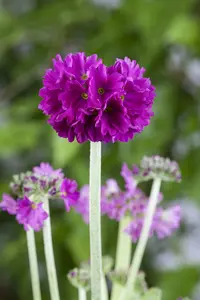 primula denticulata P9 - afbeelding 2