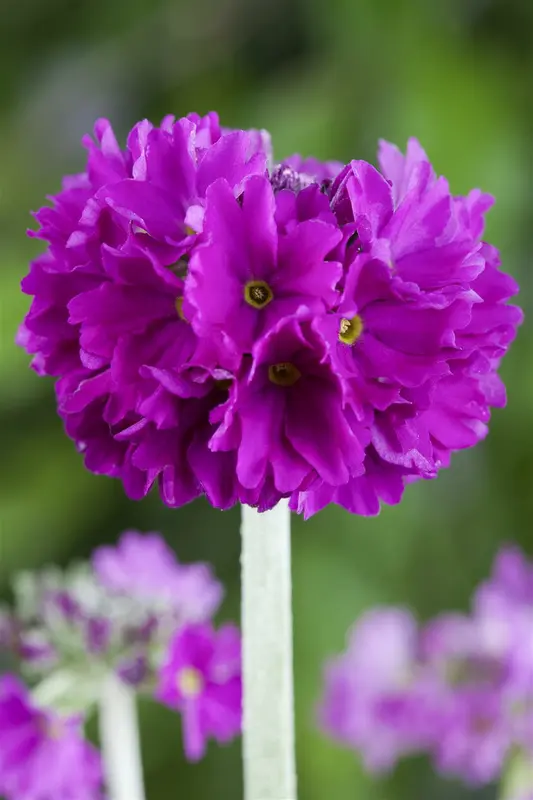 primula denticulata P9 - afbeelding 3