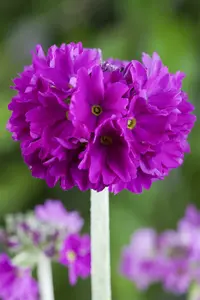 primula denticulata P9 - afbeelding 3