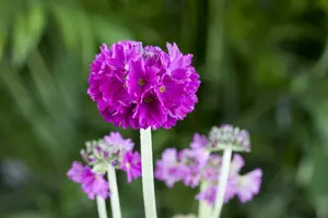 primula denticulata P9 - afbeelding 4