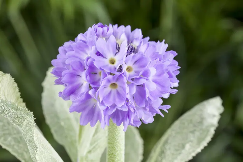 primula denticulata P9 - afbeelding 5