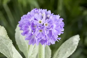 primula denticulata P9 - afbeelding 5