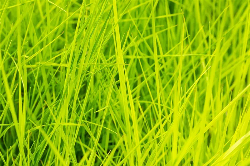 Goldschleier - afbeelding 3