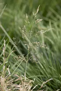 Tardiflora - afbeelding 3