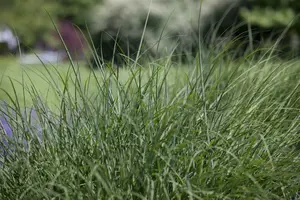 Deschampsia cespitosa BIOPOT   P8 - afbeelding 2