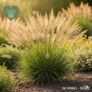Deschampsia cespitosa 'Tauträger' P9