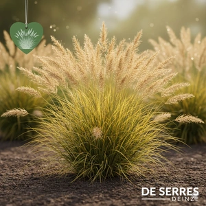 Deschampsia flexuosa 'Tatra Gold' P9