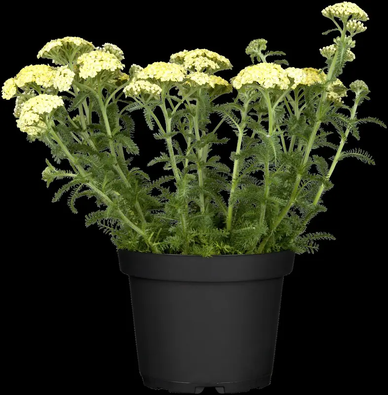 DESERT EVE 'Light Yellow' - afbeelding 1