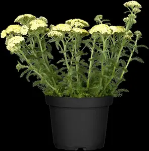 DESERT EVE 'Light Yellow' - afbeelding 1
