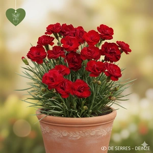 Dianthus plumarius 'Desmond' P10.5
