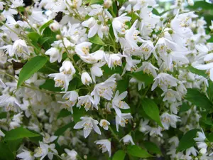 Deutzia grac. 'Nikko' 30- 40   C7,5