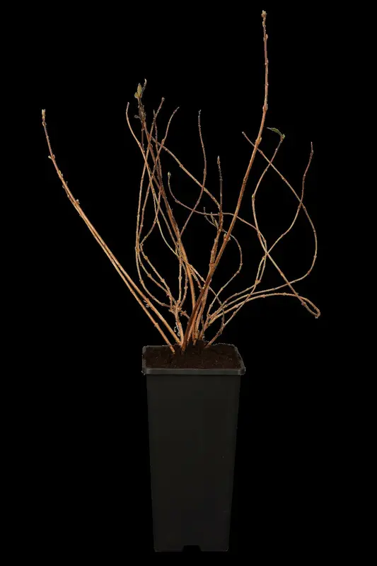 deutzia gracilis (25- 30cm) - afbeelding 2